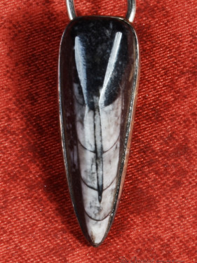 Hanger Orthoceras fossiel gezet in zilver