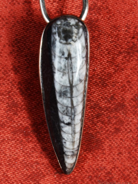 Hanger Orthoceras fossiel gezet in zilver