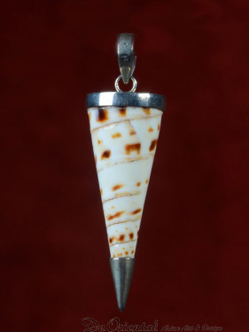 Hanger van Conus schelp met verzilverd bronzen details