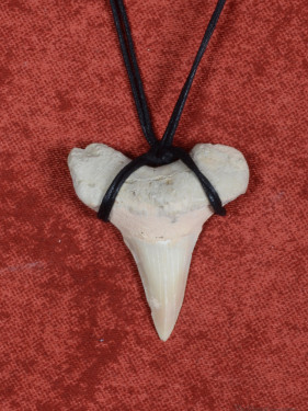 Fossiele Haaientand – Reuzenmako 37x40 mm