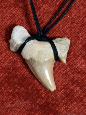 Fossiele Haaientand – Reuzenmako 32x30 mm