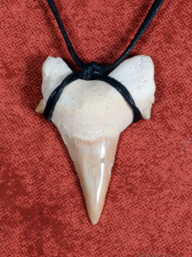 Fossiele Haaientand – Reuzenmako 35x40 mm