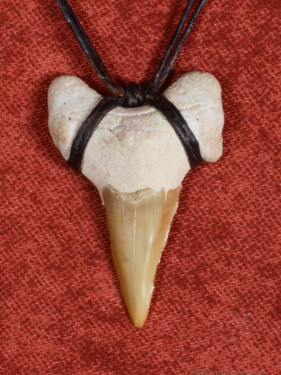 Fossiele Haaientand – Reuzenmako 27x37 mm