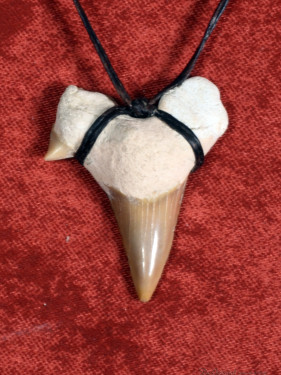 Fossiele Haaientand – Reuzenmako 37x46 mm