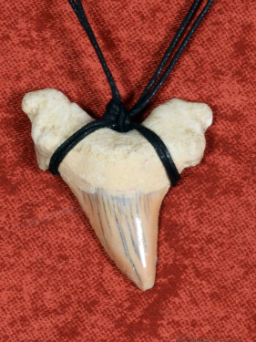 Fossiele Haaientand – Reuzenmako 40x44 mm