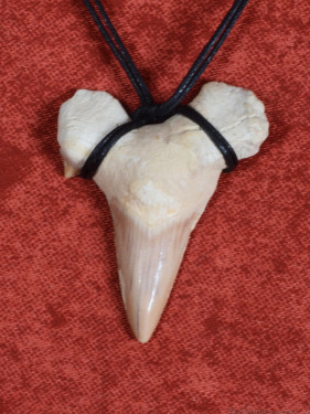 Fossiele Haaientand – Reuzenmako 37x48 mm