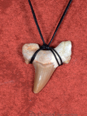 Fossiele Haaientand – Reuzenmako 37X40 mm