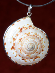 Hanger Vishnu Chakra schelp met zilveren rand