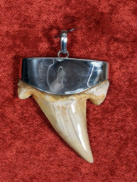 Fossiele Haaientand – Otodus obliquus 36x45 mm