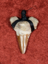 Fossiele Haaientand – Reuzenmako 40x60 mm