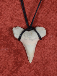 Fossiele Haaientand – Reuzenmako 37x40 mm