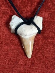 Fossiele Haaientand– Reuzenmako 28x38 mm