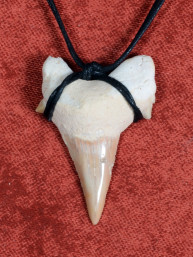 Fossiele Haaientand – Reuzenmako 35x40 mm