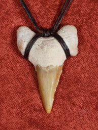 Fossiele Haaientand – Reuzenmako 27x37 mm