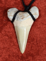 Fossiele Haaientand – Reuzenmako 31x49 mm