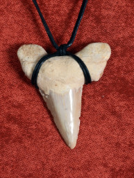 Fossiele Haaientand – Reuzenmako 40x48 mm