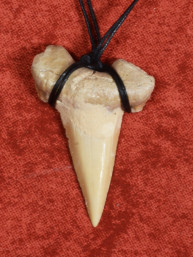 Fossiele Haaientand – Reuzenmako 37x52 mm