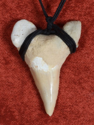 Fossiele Haaientand – Reuzenmako 35x52 mm