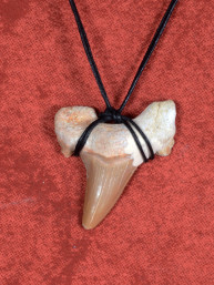 Fossiele Haaientand – Reuzenmako 37X40 mm