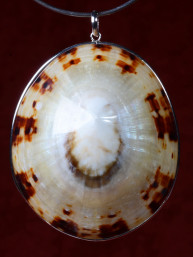 Zilveren hanger met een schelp