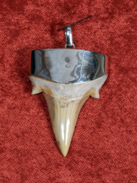 Fossiele Haaientand – Otodus obliquus 31x45 mm