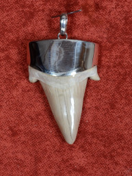 Fossiele haaientand – Otodus obliquus 30x45 mm