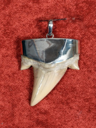 Fossiele haaientand – Otodus obliquus 32x41 mm