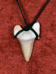 Fossiele Haaientand – Reuzenmako 26x37 mm