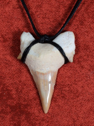 Fossiele Haaientand – Reuzenmako 28x42 mm