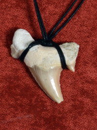 Fossiele Haaientand – Reuzenmako 32x30 mm