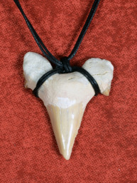 Fossiele Haaientand – Reuzenmako 36x40 mm