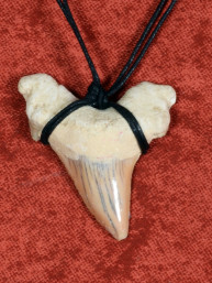 Fossiele Haaientand – Reuzenmako 40x44 mm