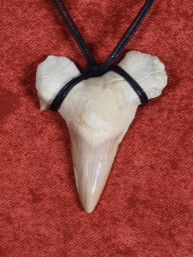 Fossiele Haaientand – Reuzenmako 37x48 mm