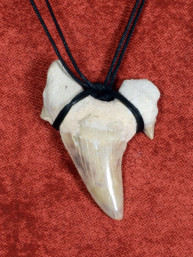 Fossiele Haaientand – Reuzenmako 37x55 mm