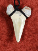 Fossiele Haaientand – Reuzenmako 31x49 mm